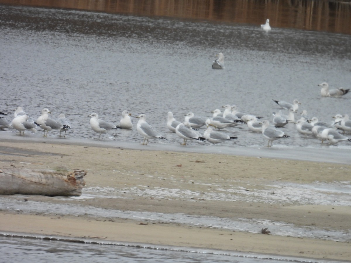 ringnebbmåke - ML645997807