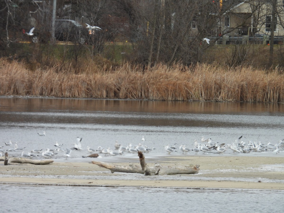 ringnebbmåke - ML645997808