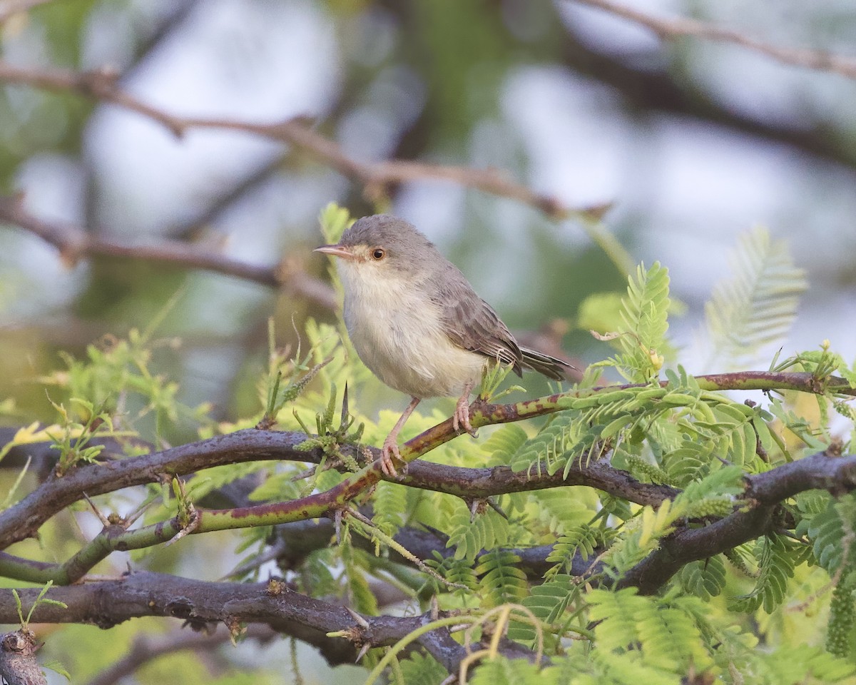 Buff-bellied Warbler - ML645997812