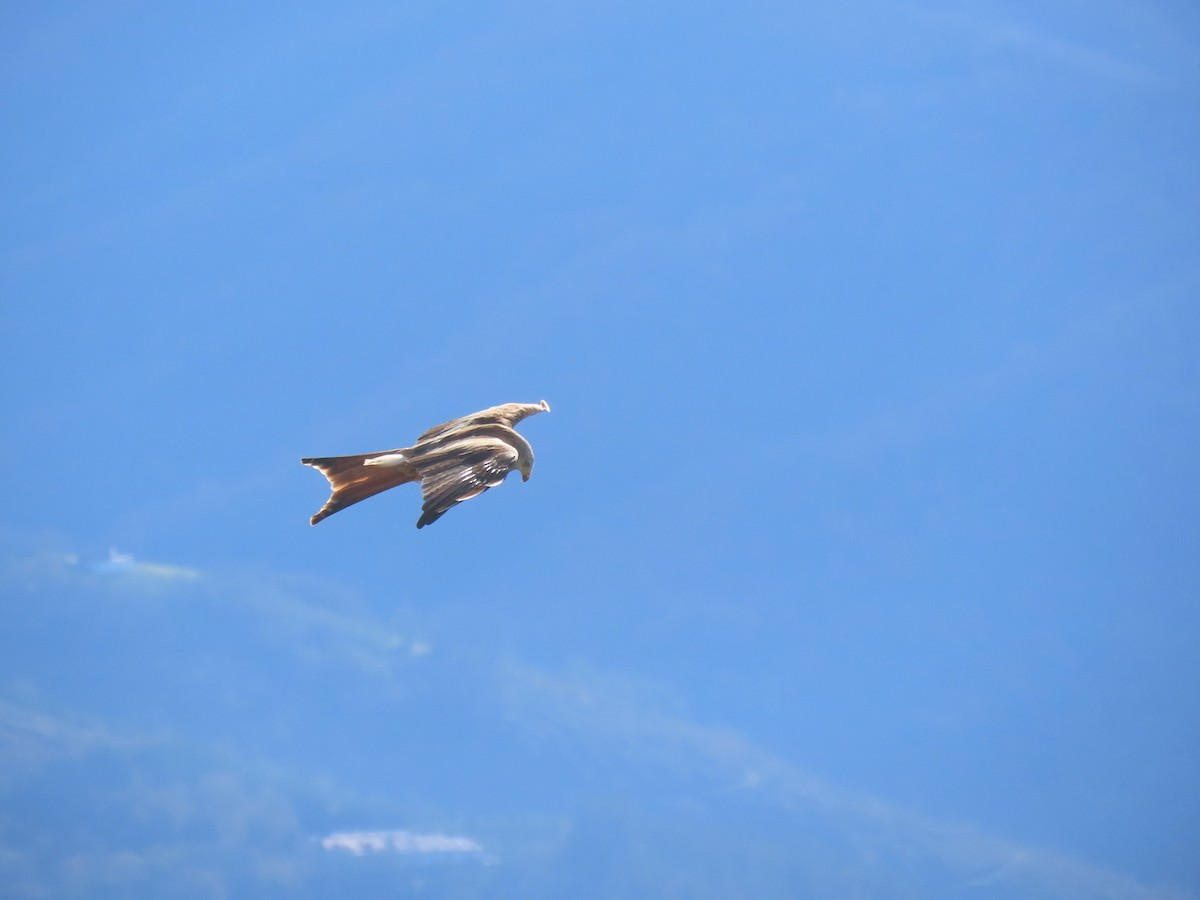 Red Kite - ML645997813