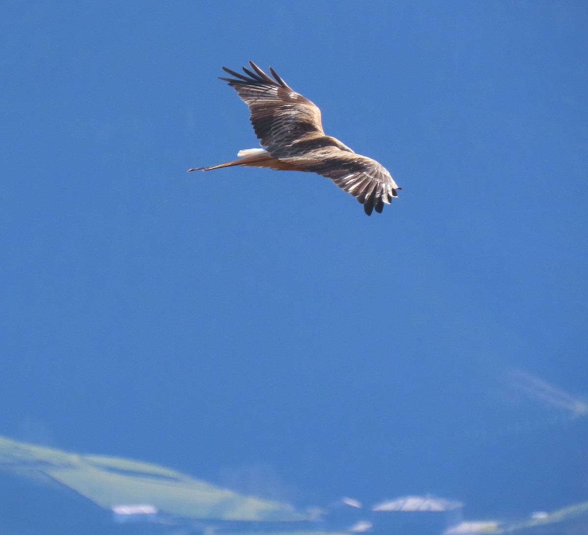 Red Kite - ML645997814