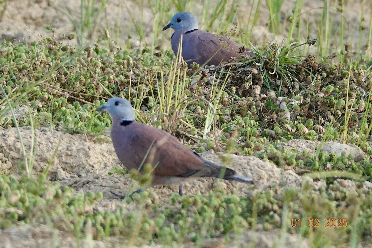 Red Collared-Dove - ML645997816