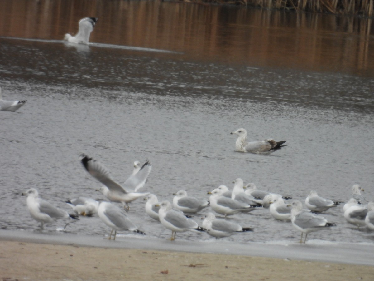 amerikagråmåke - ML645997820