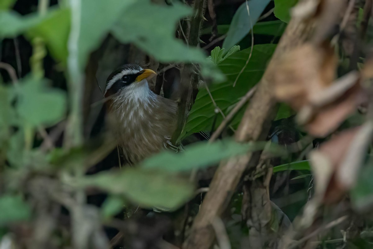 Streak-breasted Scimitar-Babbler - ML645997823