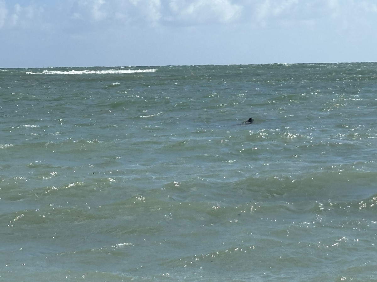 West Indian Manatee - ML645997826