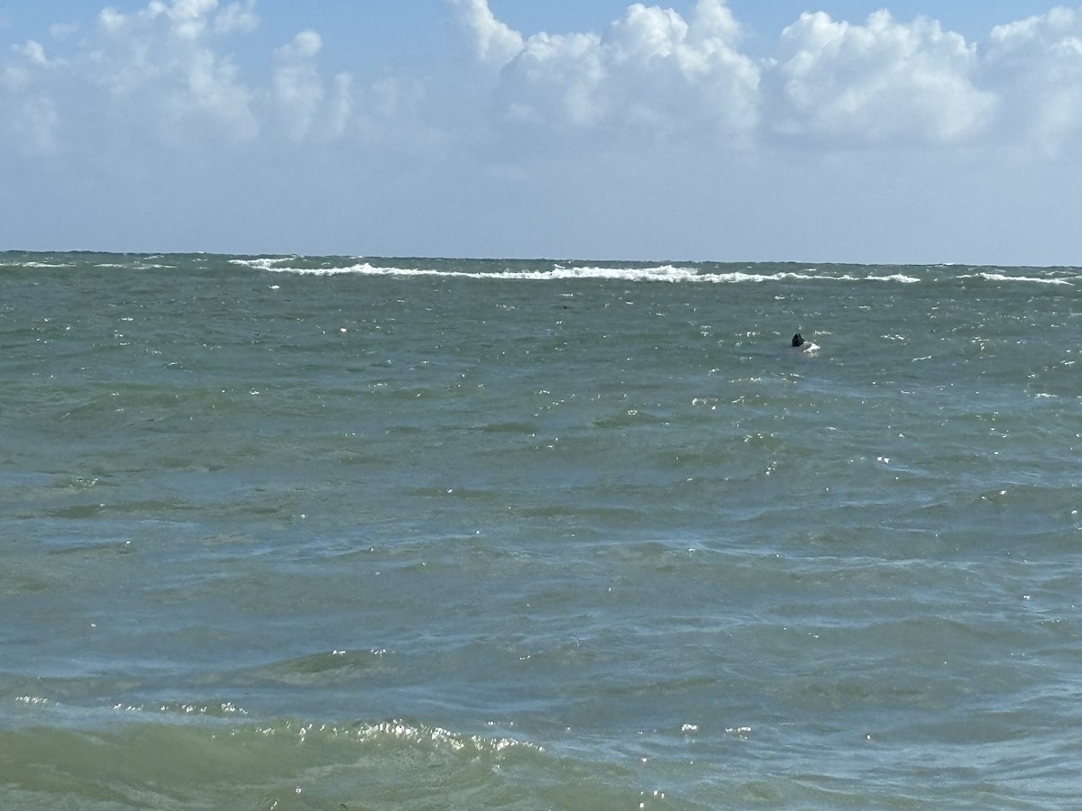 West Indian Manatee - ML645997827