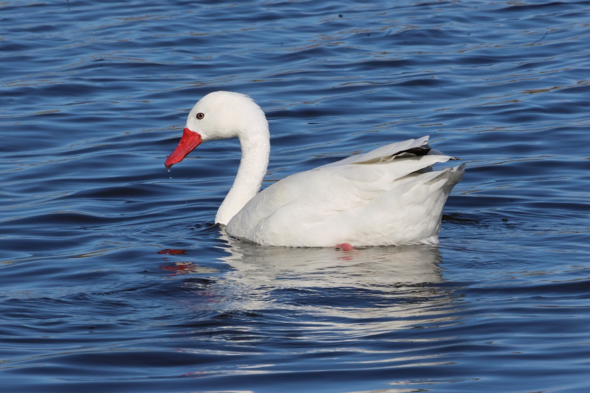 Coscoroba Swan - ML645997833