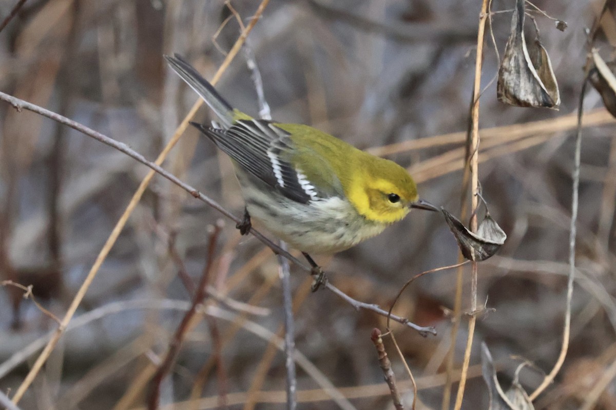 Black-throated Green Warbler - ML645997836