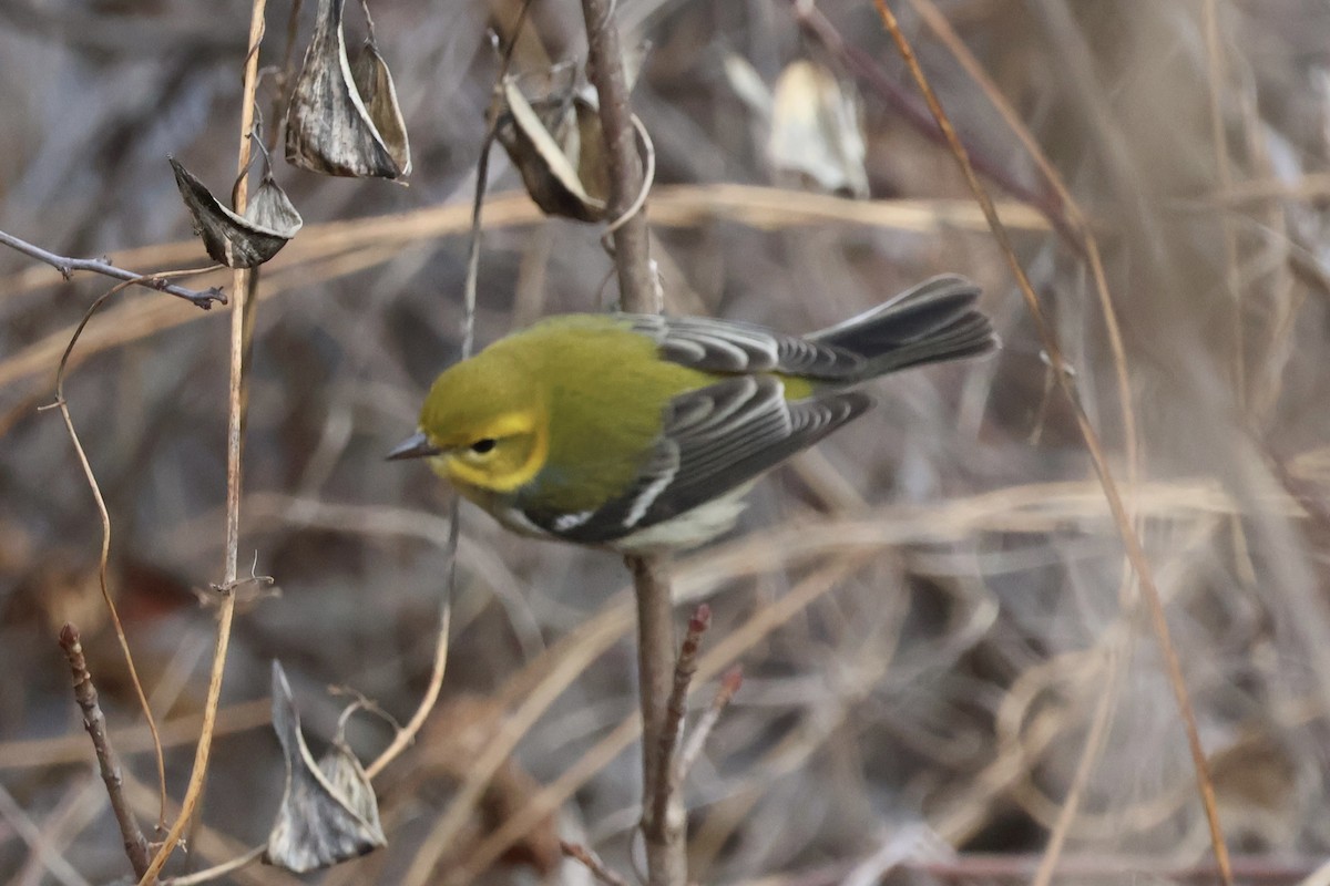 Black-throated Green Warbler - ML645997837