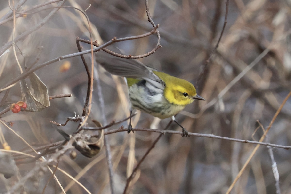 Black-throated Green Warbler - ML645997838