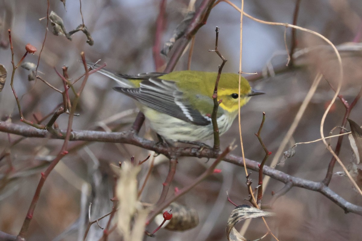 Black-throated Green Warbler - ML645997839