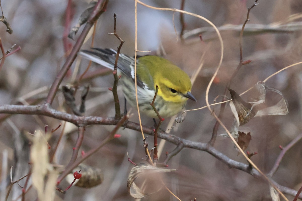 Black-throated Green Warbler - ML645997840