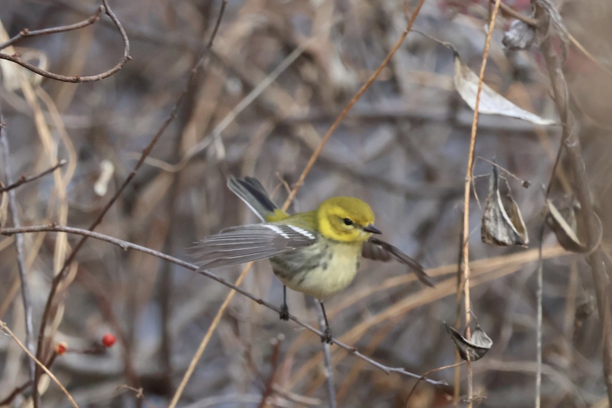 Black-throated Green Warbler - ML645997841