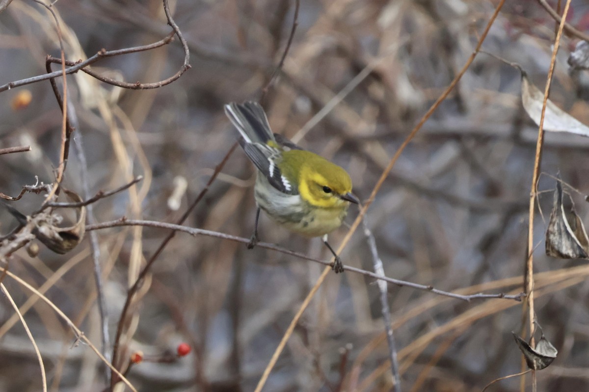 Black-throated Green Warbler - ML645997842