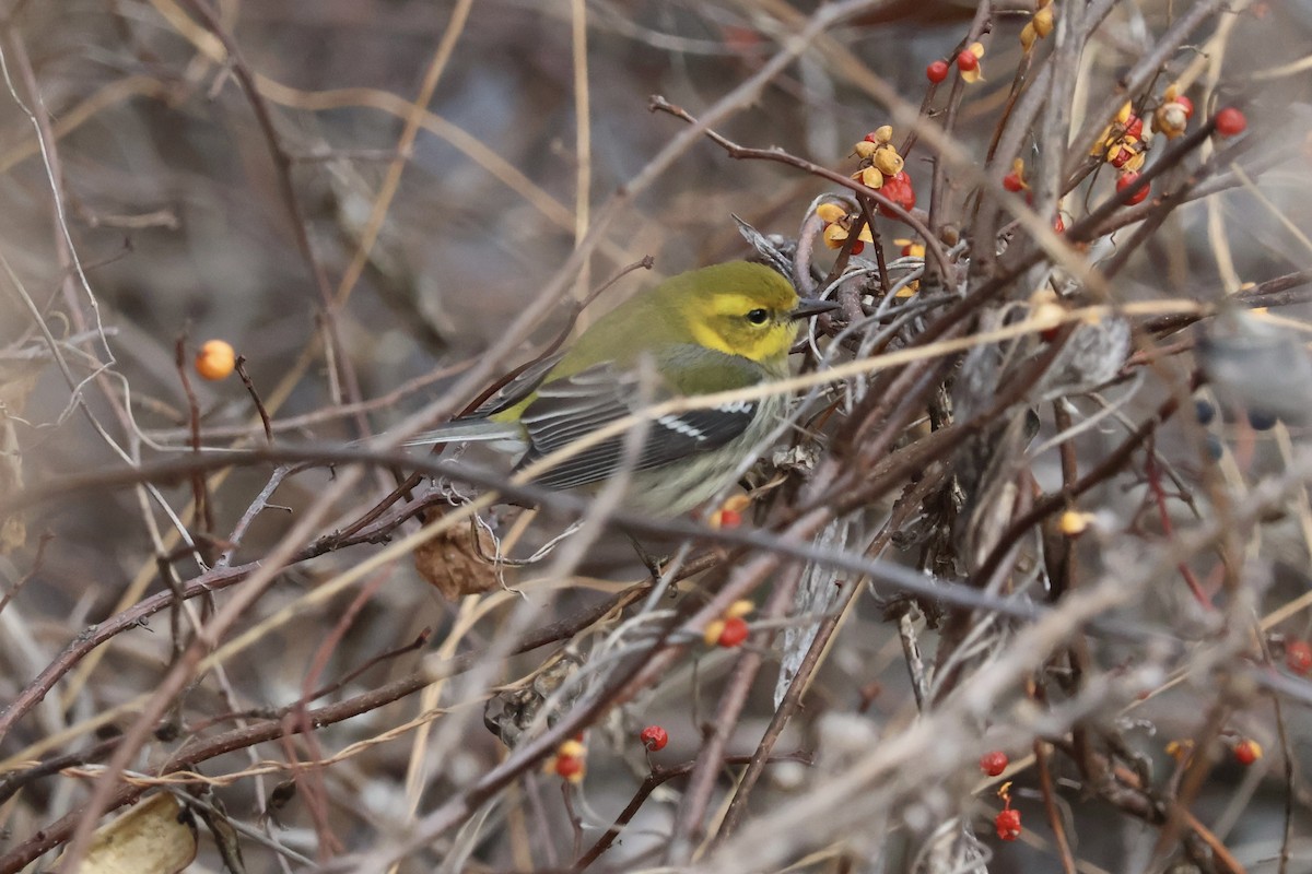 Black-throated Green Warbler - ML645997843