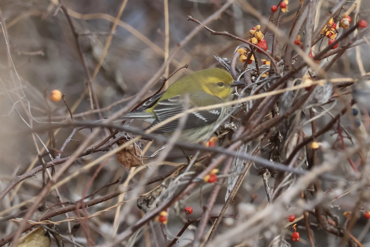 Black-throated Green Warbler - ML645997844