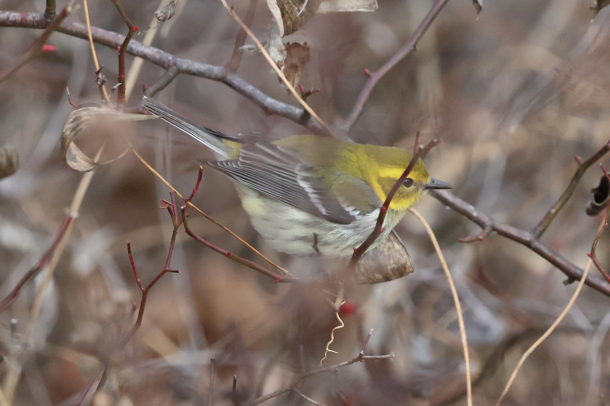 Black-throated Green Warbler - ML645997845
