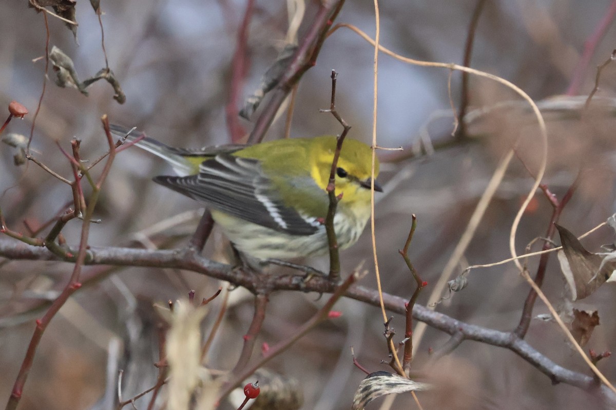 Black-throated Green Warbler - ML645997846