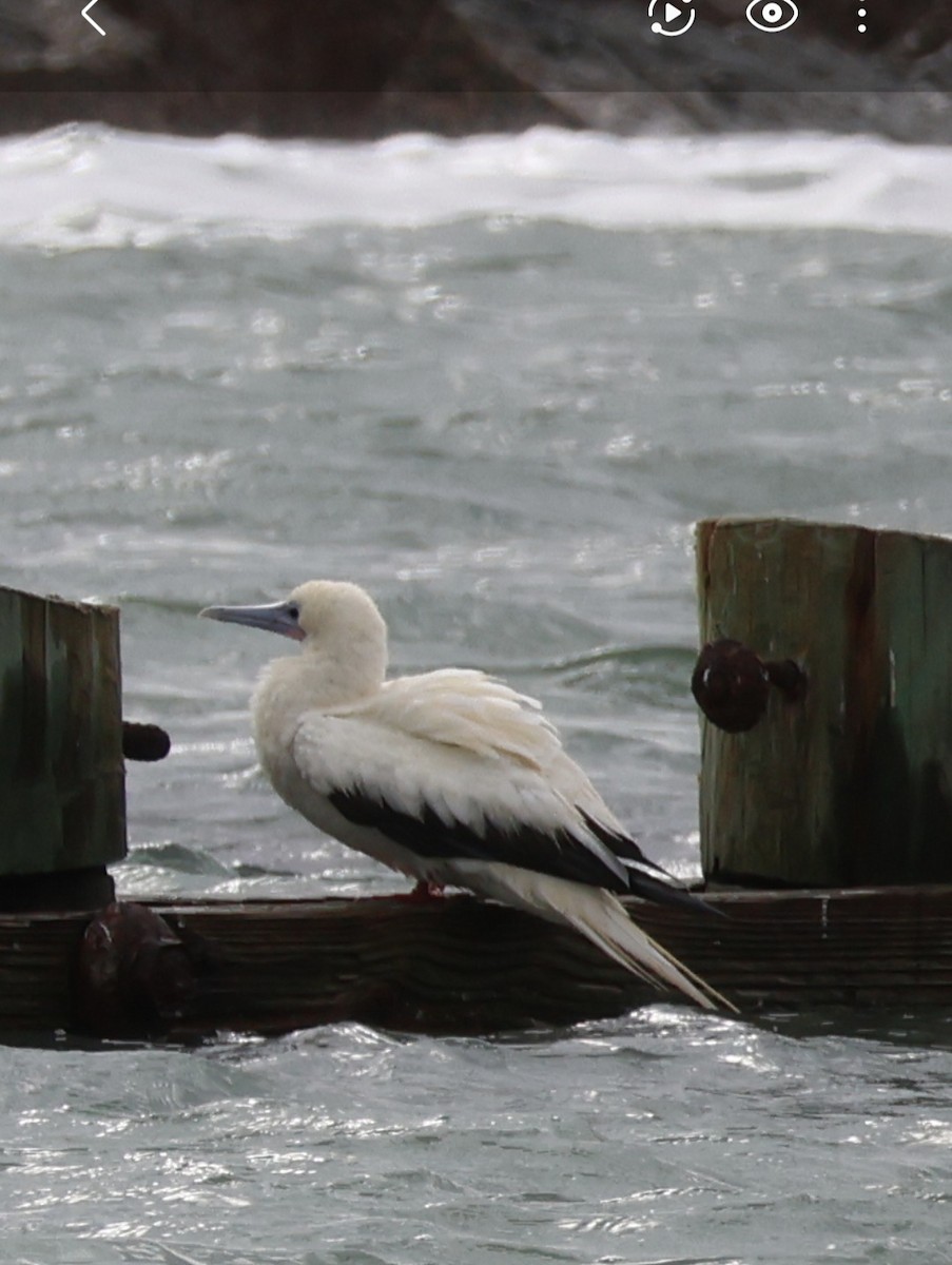 Red-footed Booby - ML645997848