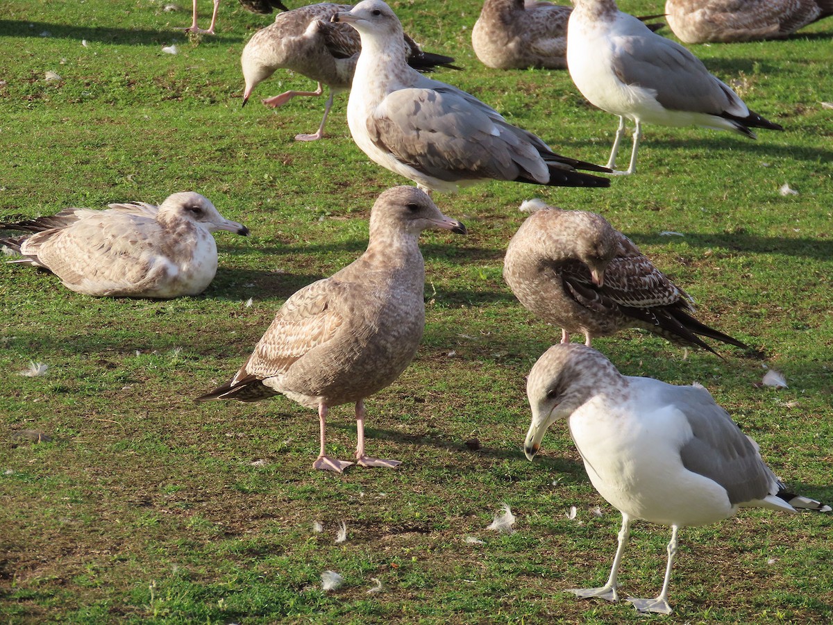 præriegråmåke - ML645997849