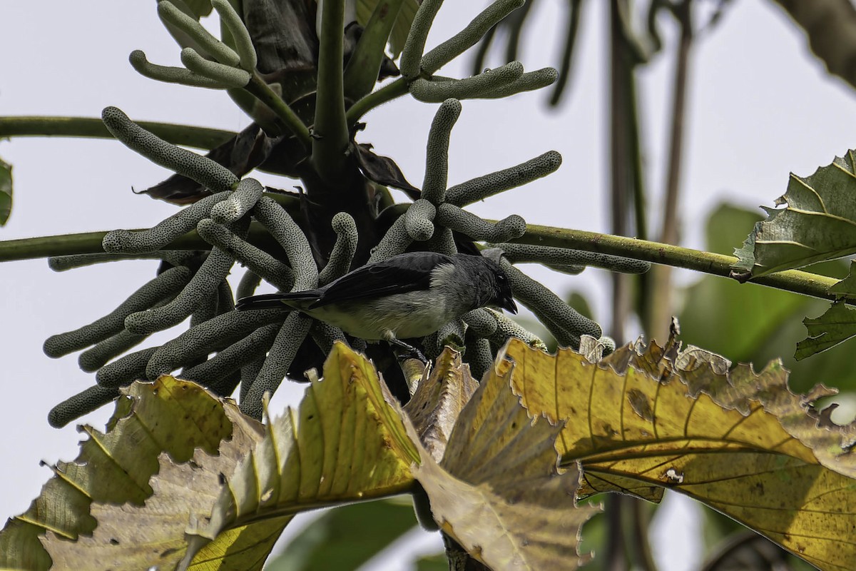 gråtanagar - ML645997850