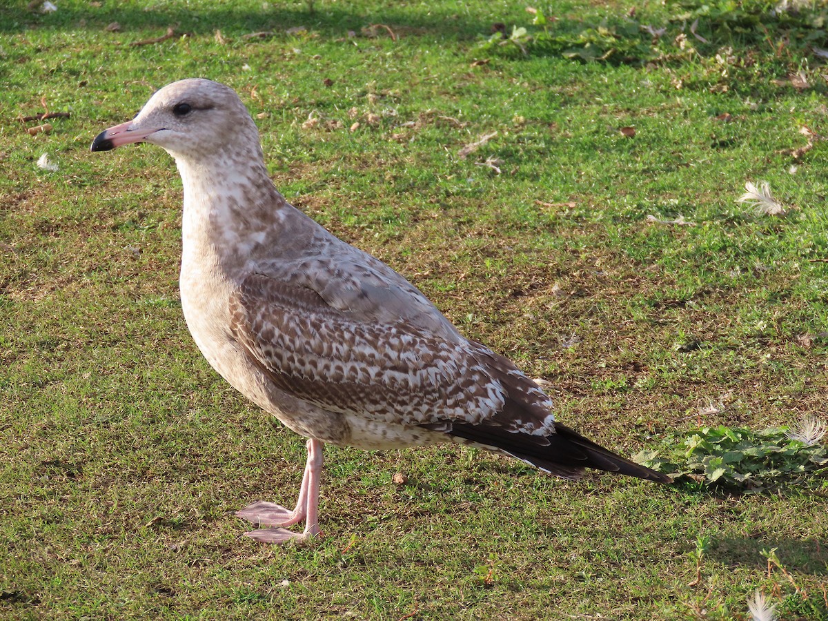 præriegråmåke - ML645997851