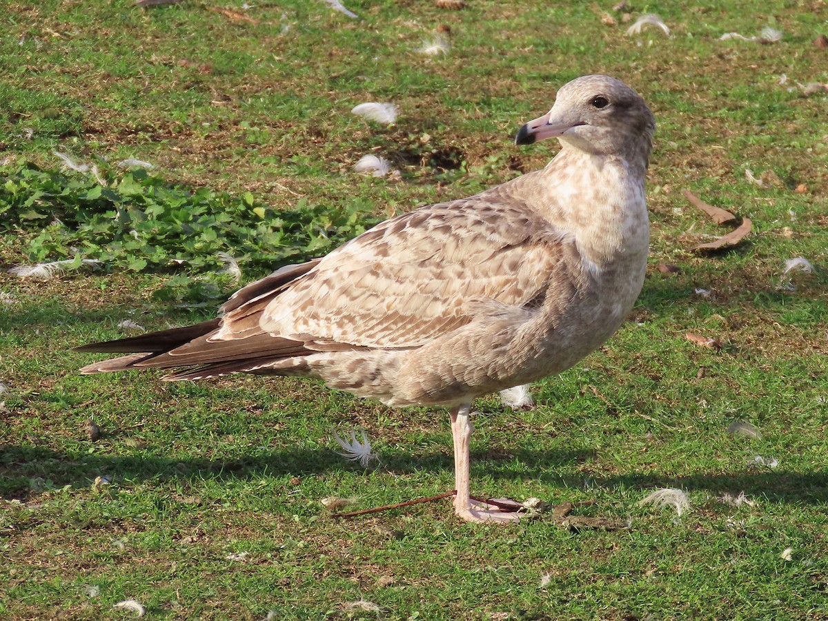 præriegråmåke - ML645997852