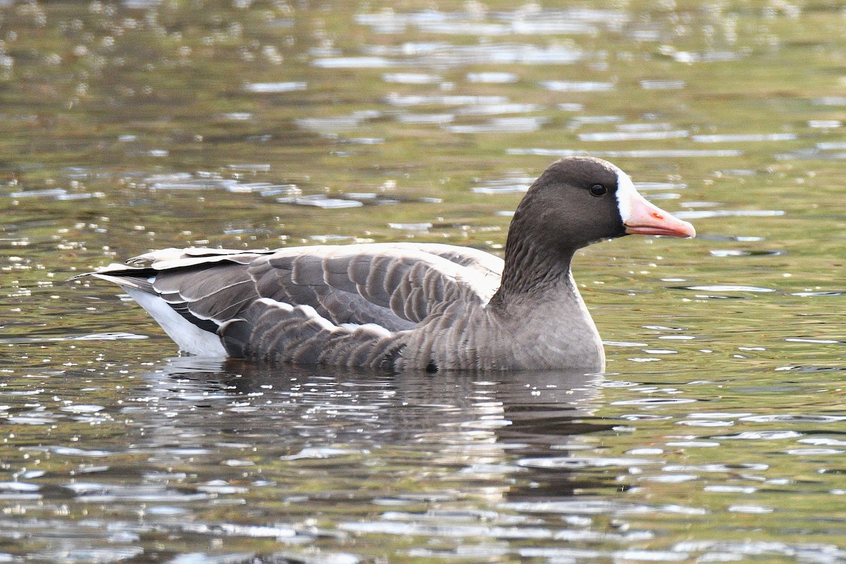 白額雁 - ML645997853