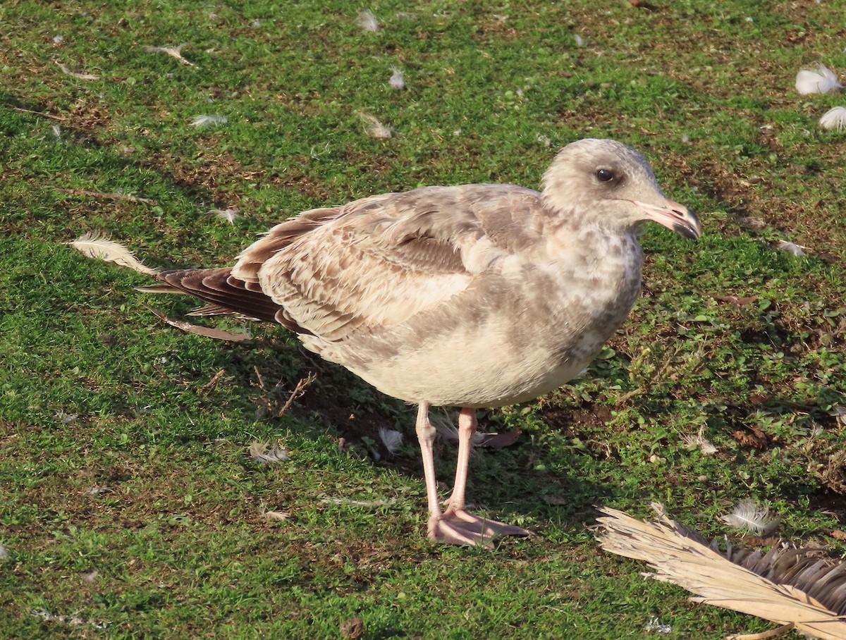 præriegråmåke - ML645997854