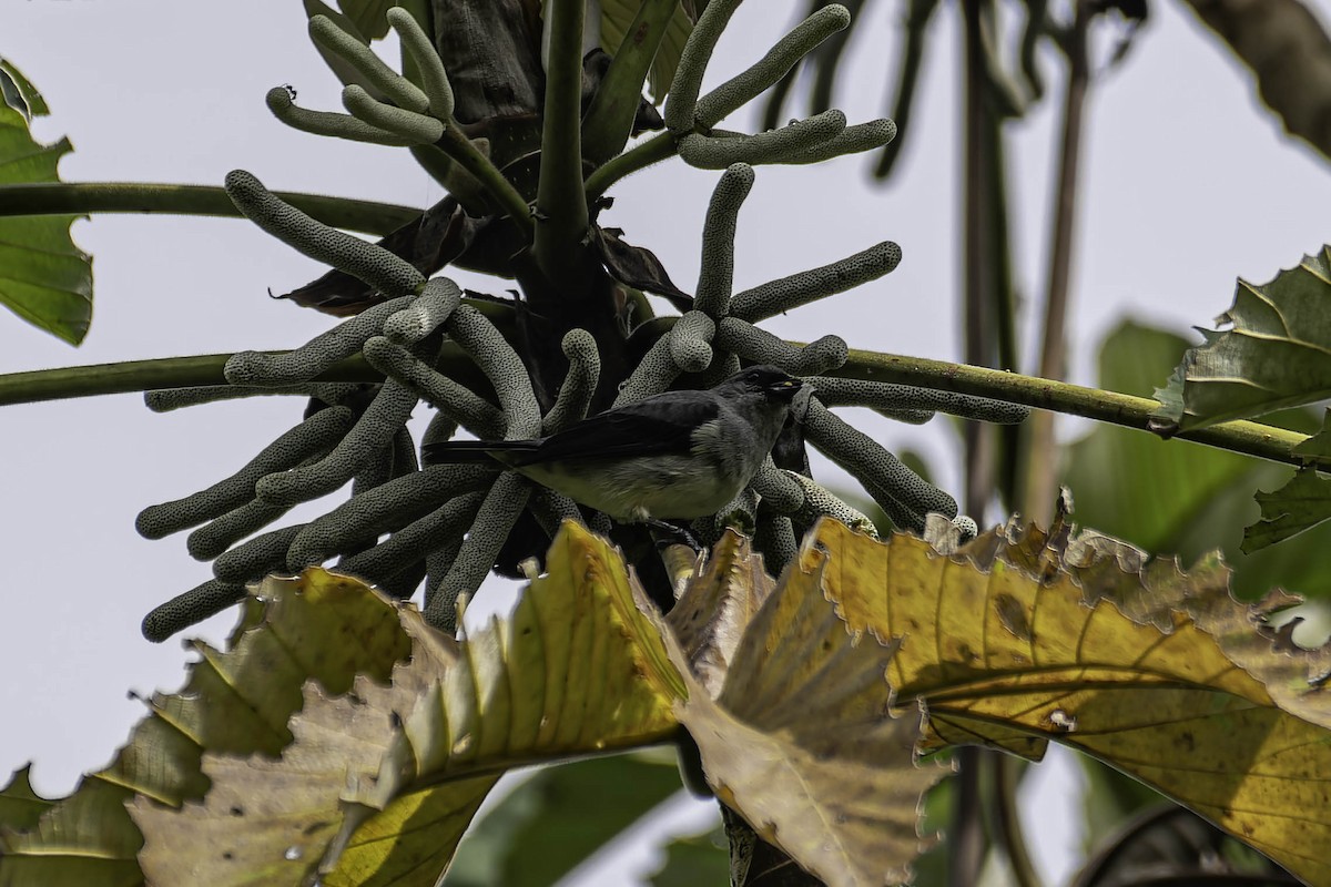 gråtanagar - ML645997855