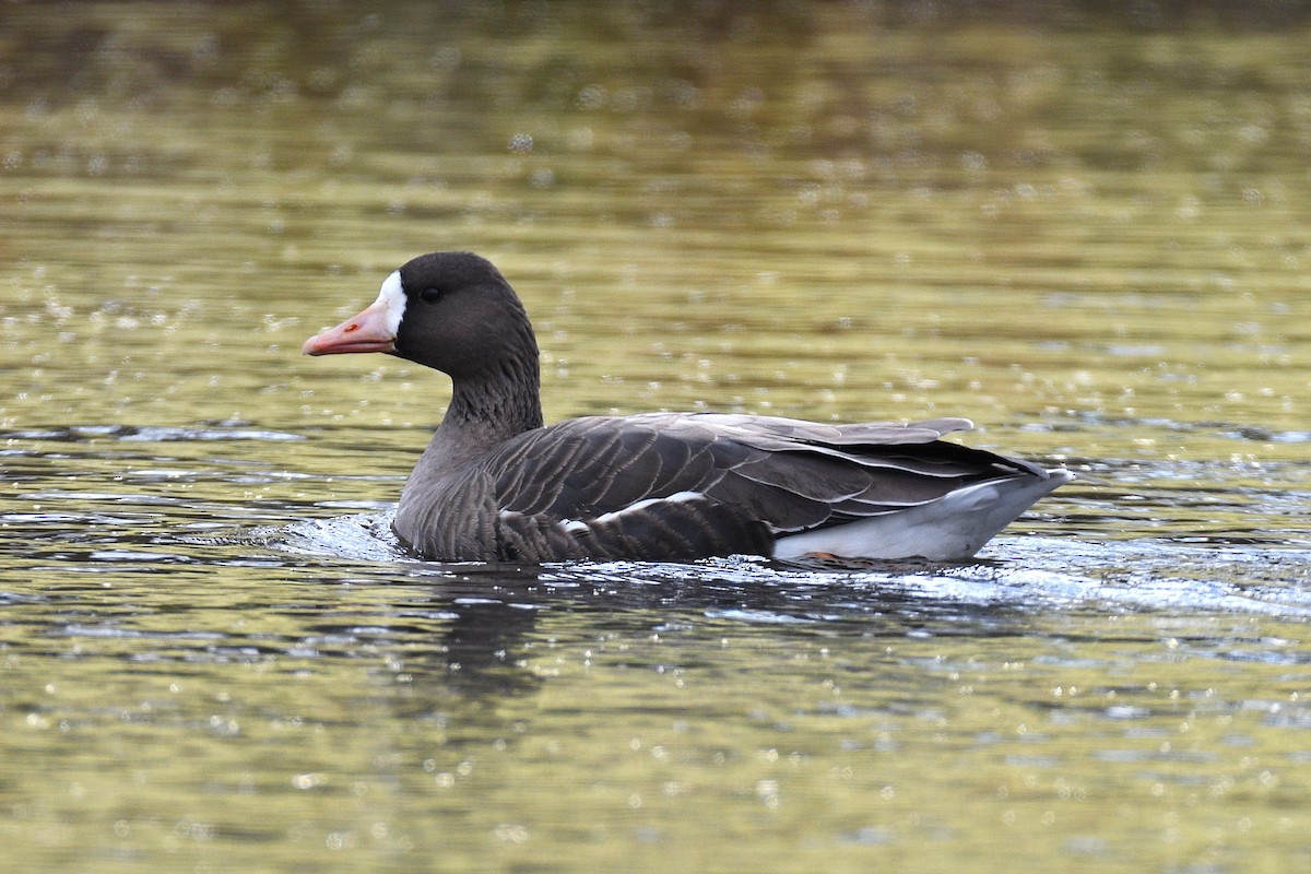 白額雁 - ML645997856