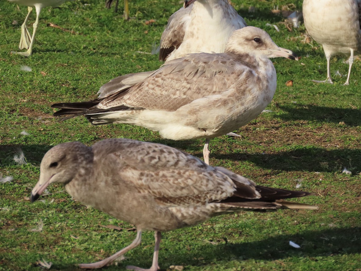 præriegråmåke - ML645997857