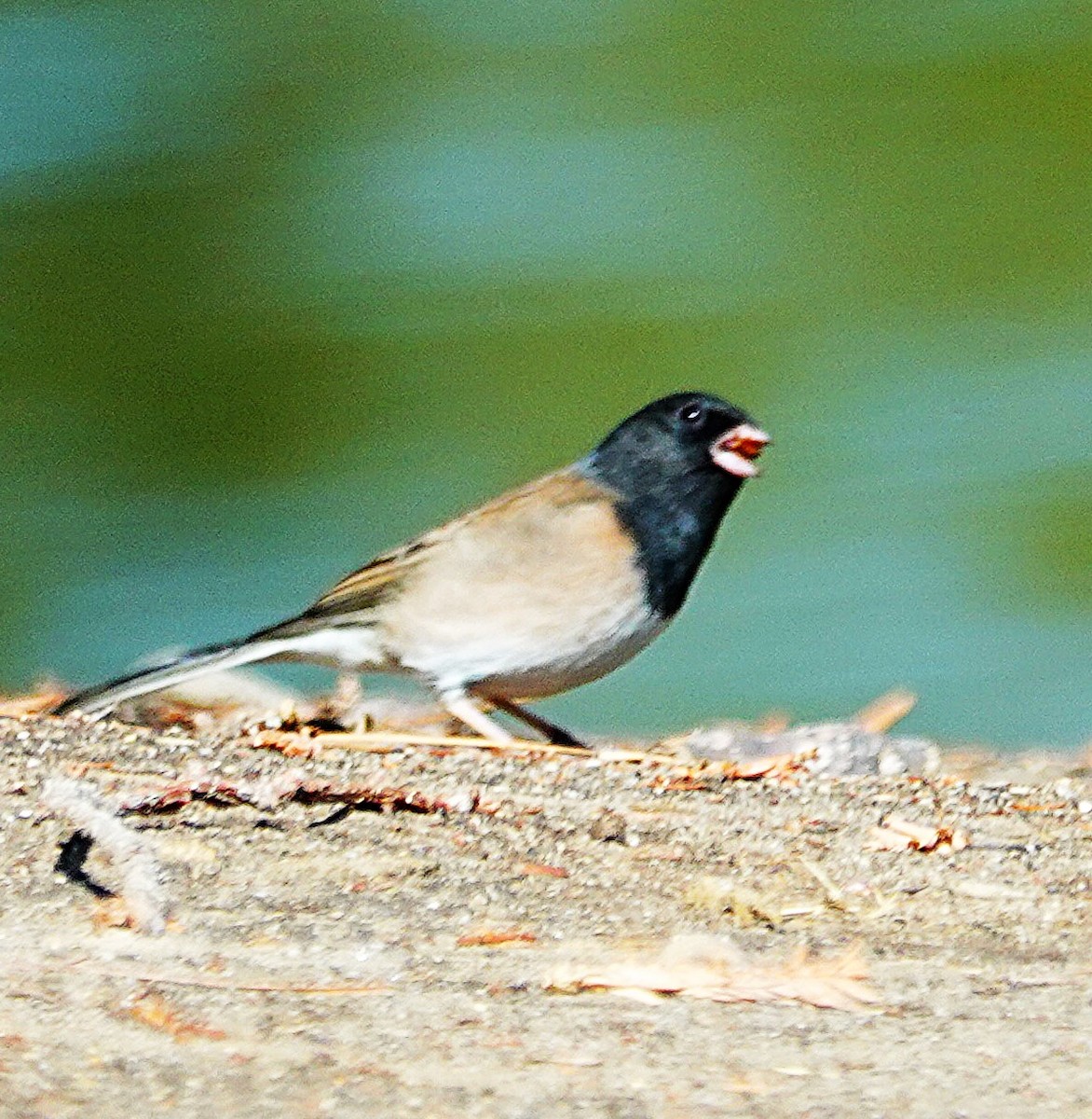 vinterjunko - ML645997858