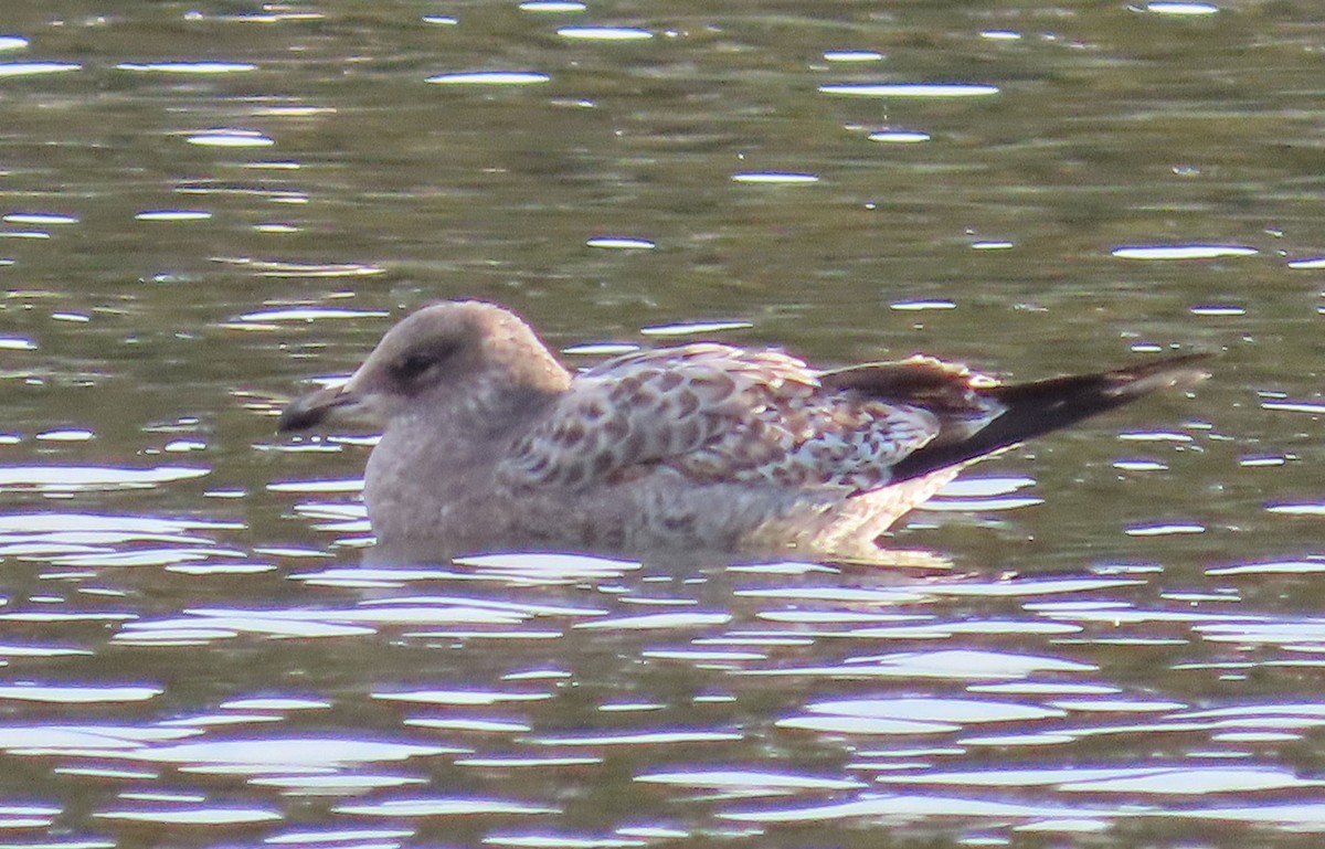 præriegråmåke - ML645997859