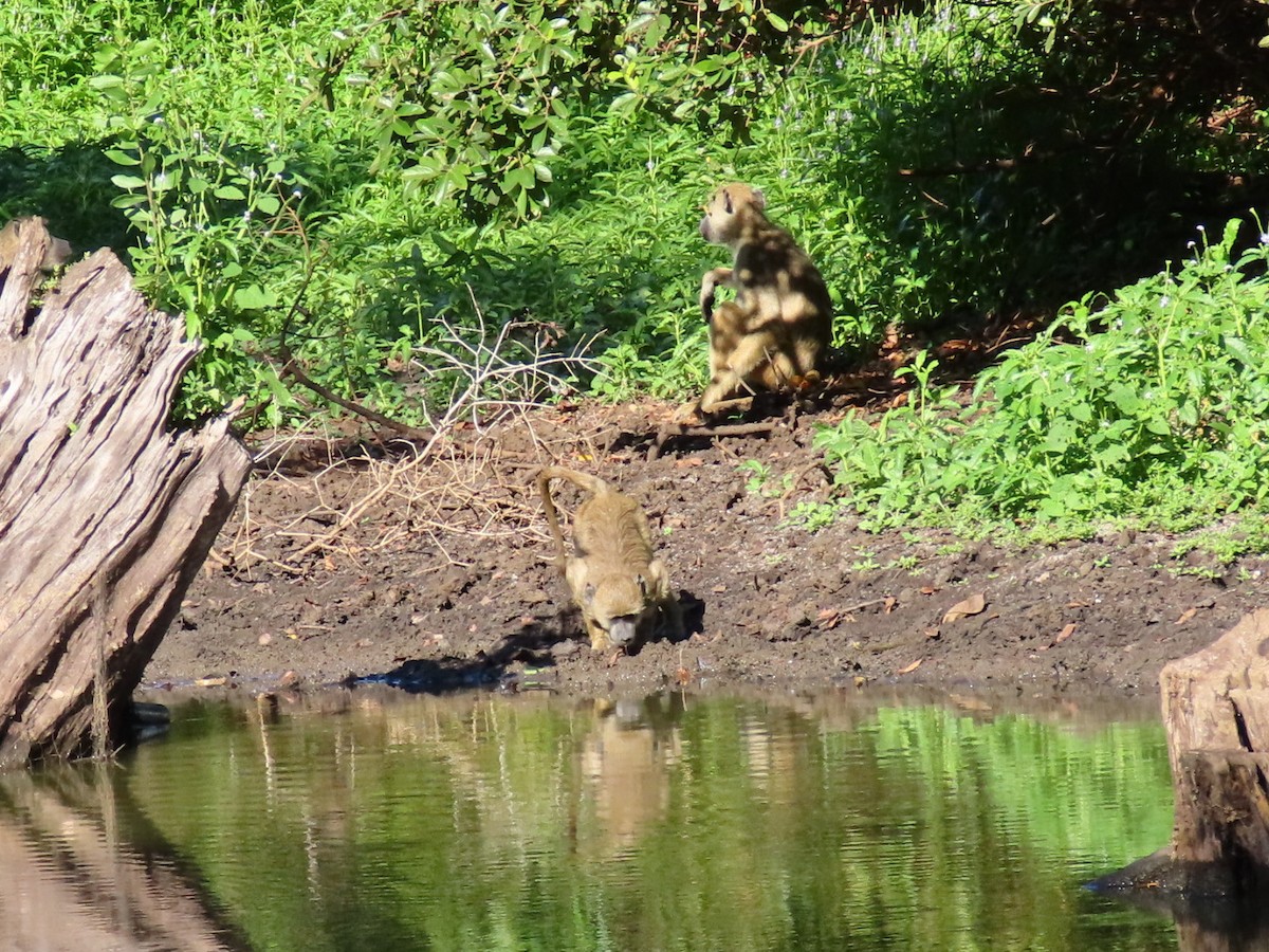 Animals - ML645997860