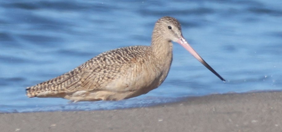 kanelspove - ML645997862