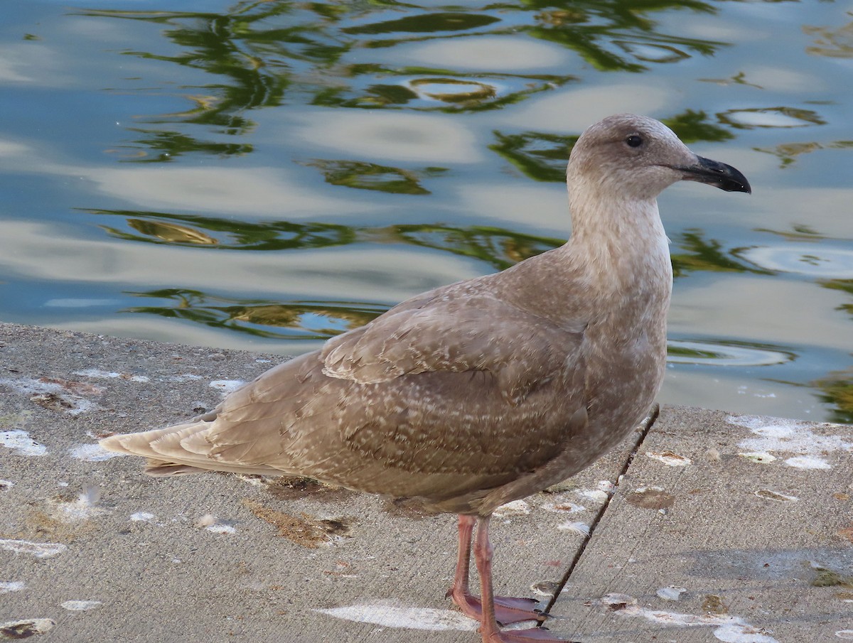 gråvingemåke - ML645997863