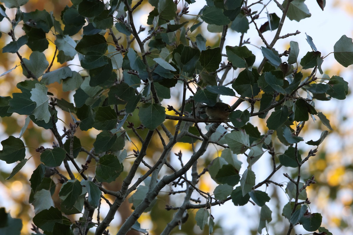 fuglekonge - ML645997864