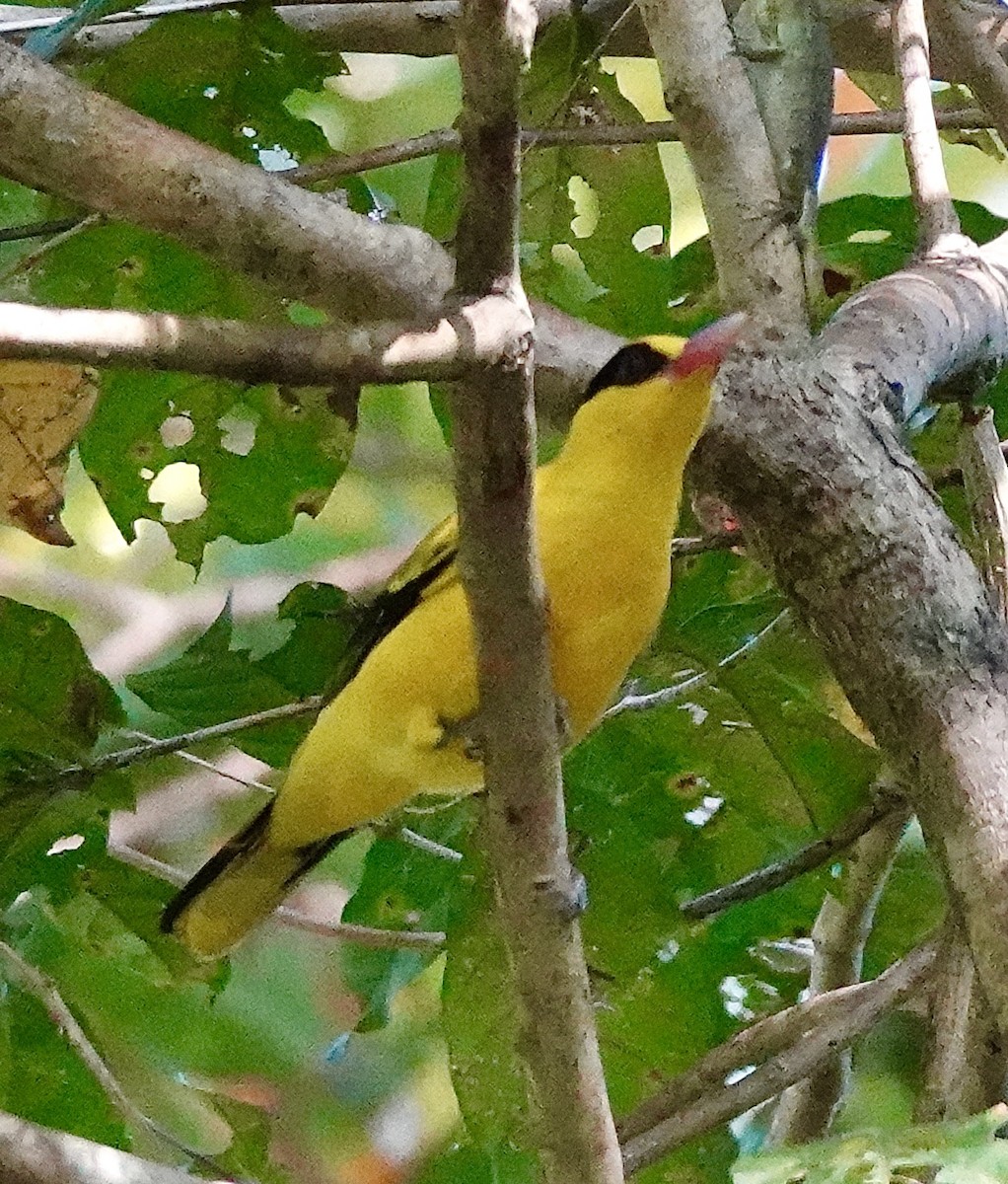 svartnakkepirol - ML645997865