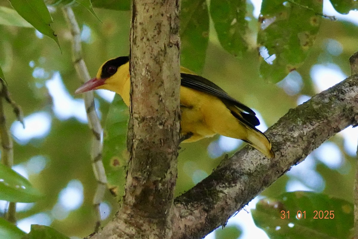 svartnakkepirol - ML645997866