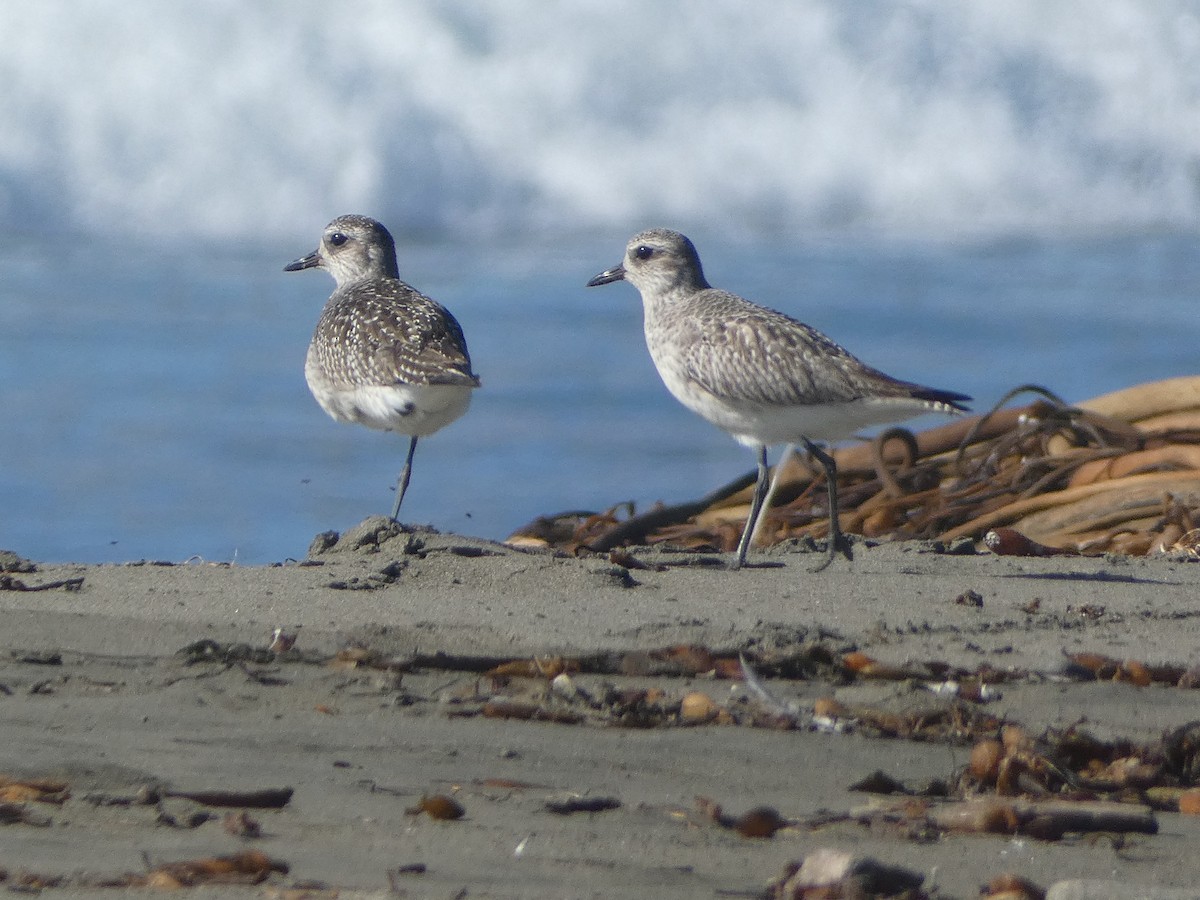 tundralo - ML645997867