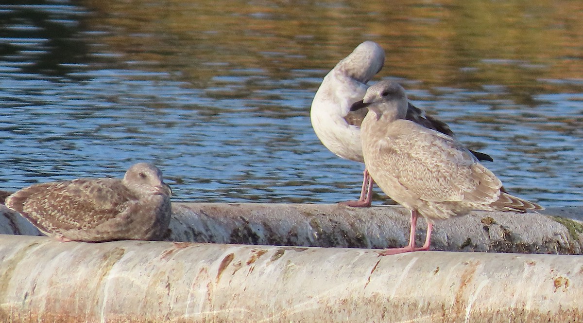 grønlandsmåke (thayeri) (eskimomåke) - ML645997868