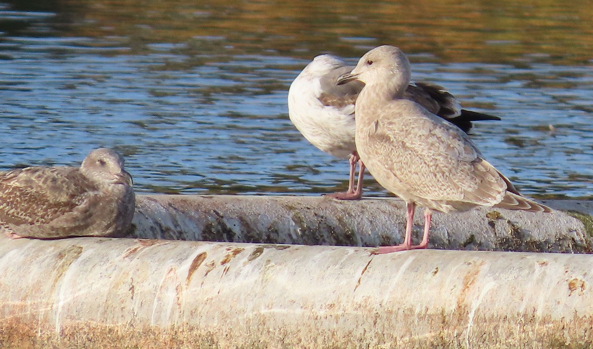 grønlandsmåke (thayeri) (eskimomåke) - ML645997869