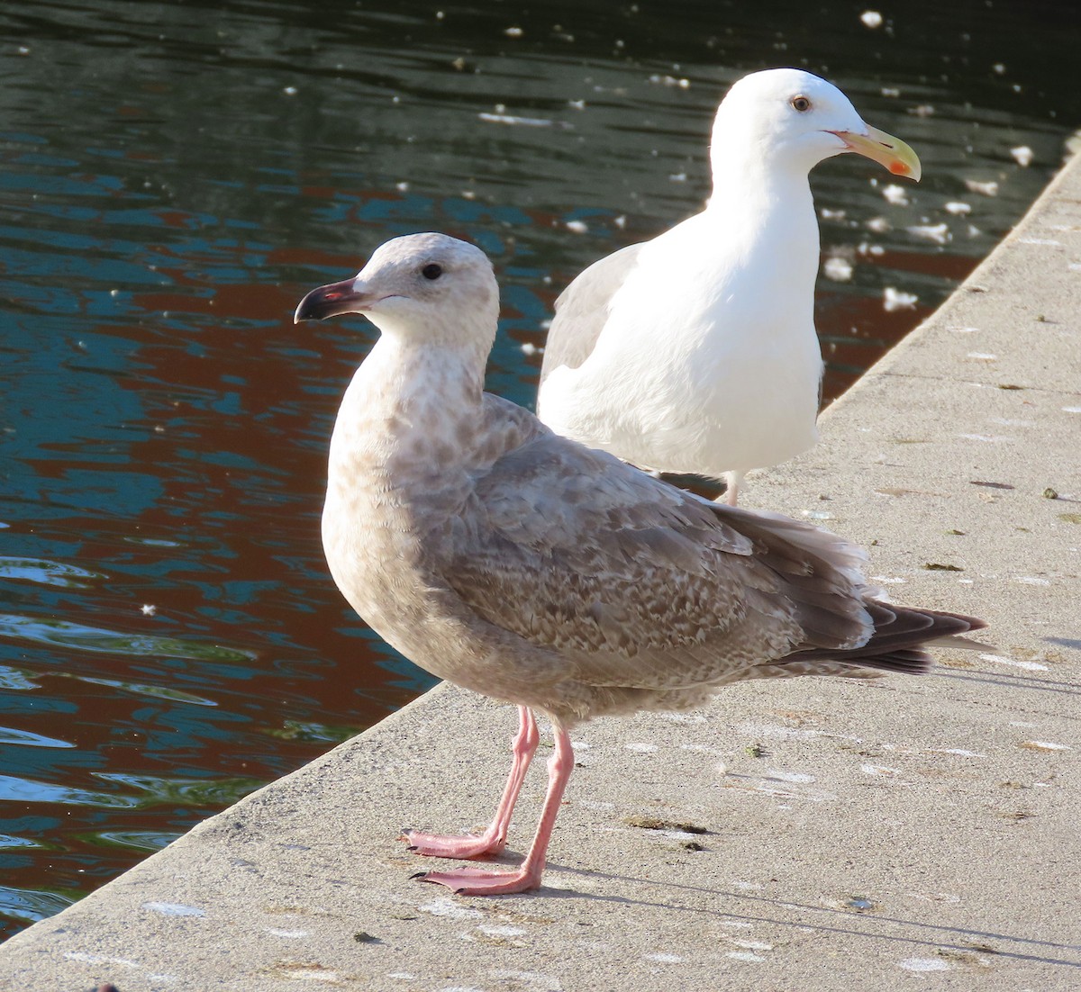 amerikagråmåke x gråvingemåke (hybrid) - ML645997871