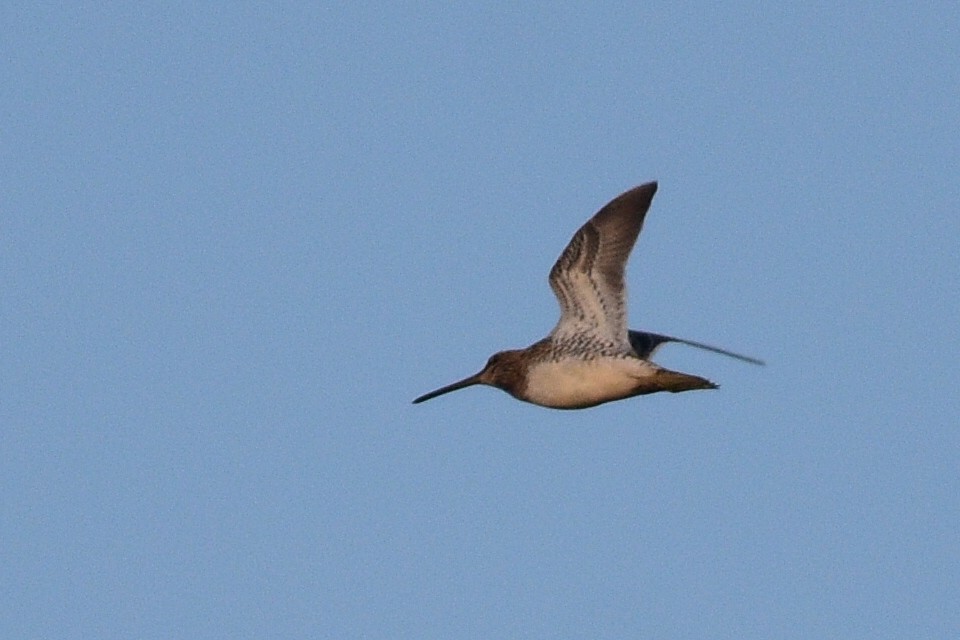 enkeltbekkasin - ML645997872