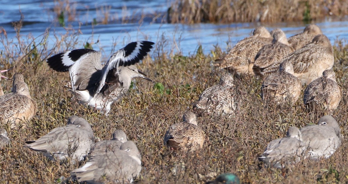 willetsnipe - ML645997875