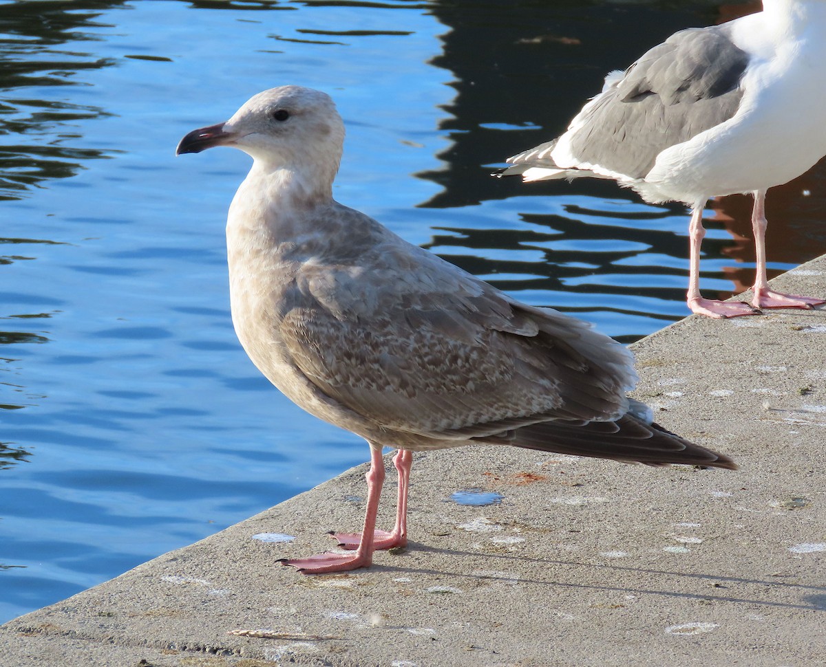 amerikagråmåke x gråvingemåke (hybrid) - ML645997876