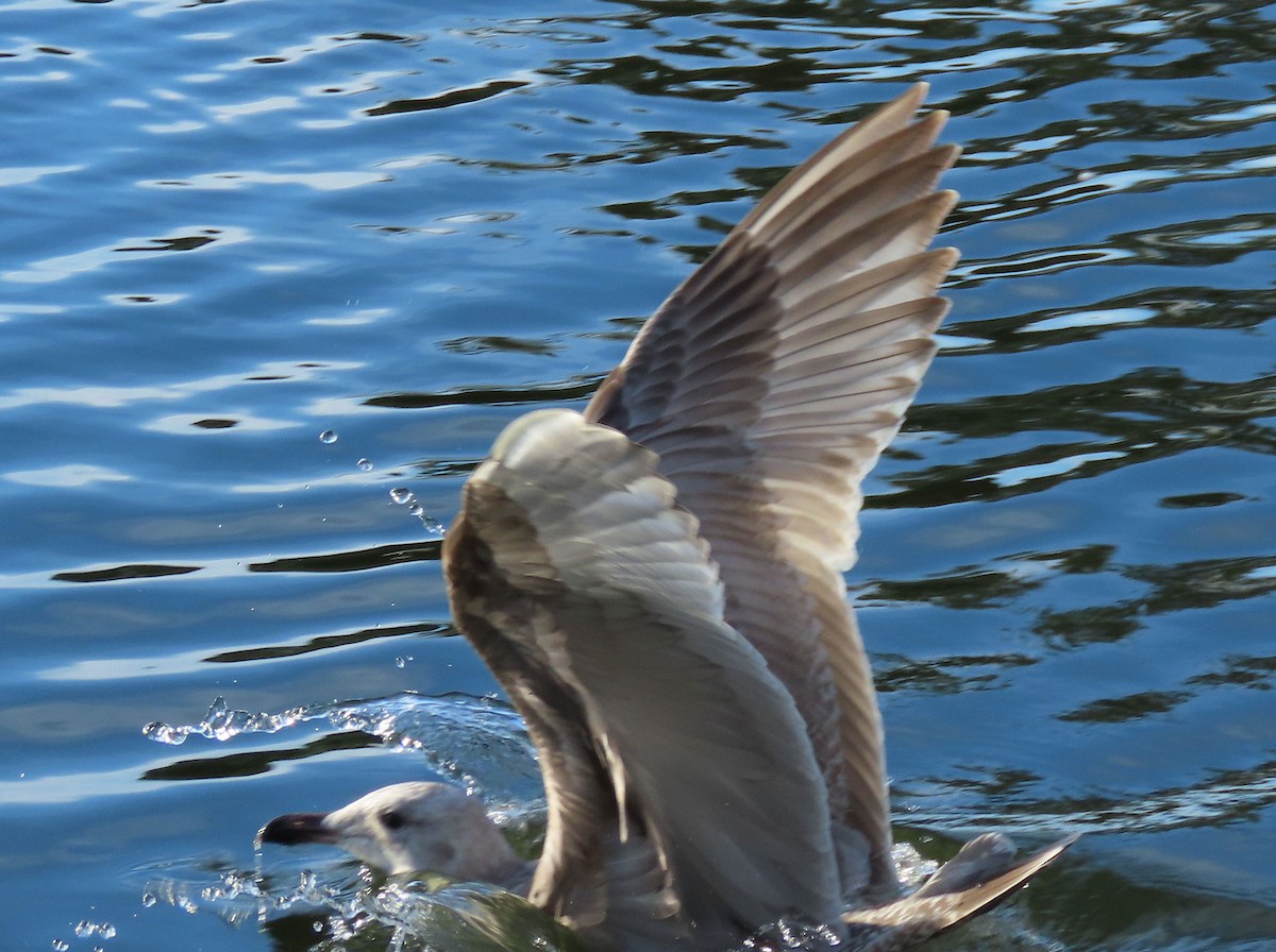 amerikagråmåke x gråvingemåke (hybrid) - ML645997878