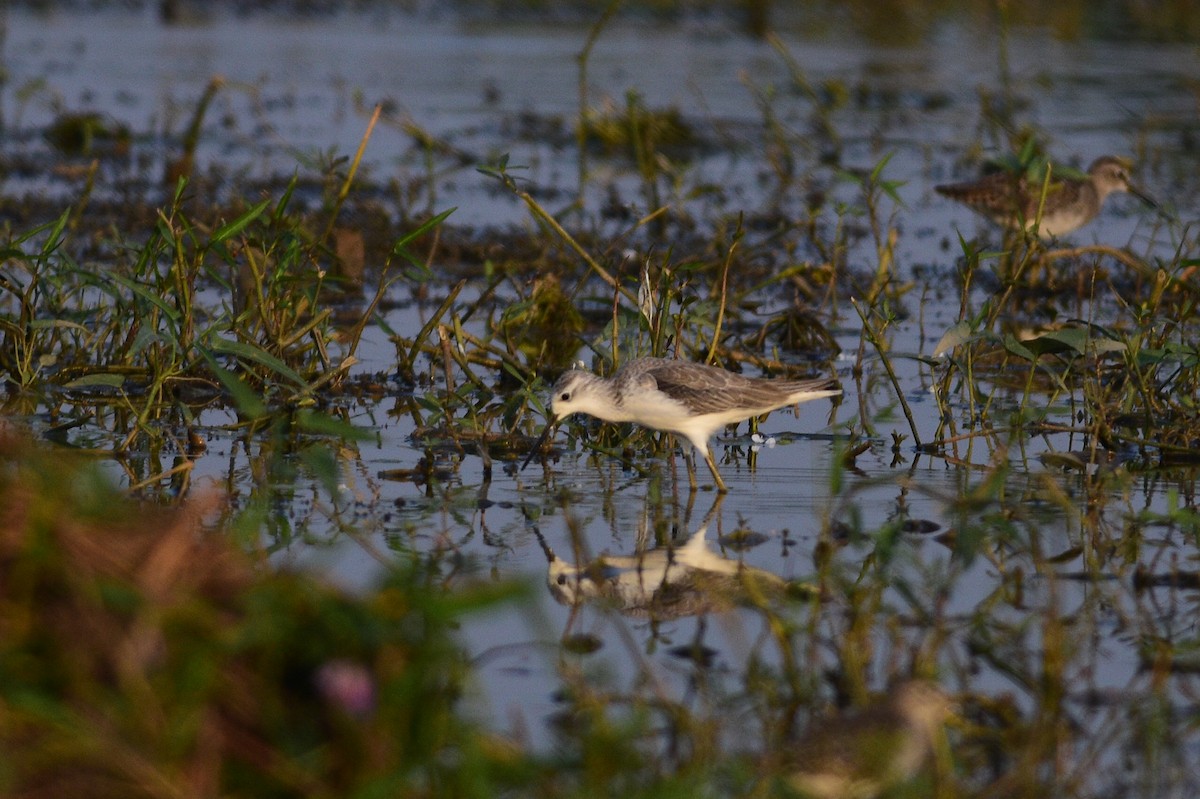 damsnipe - ML645997879