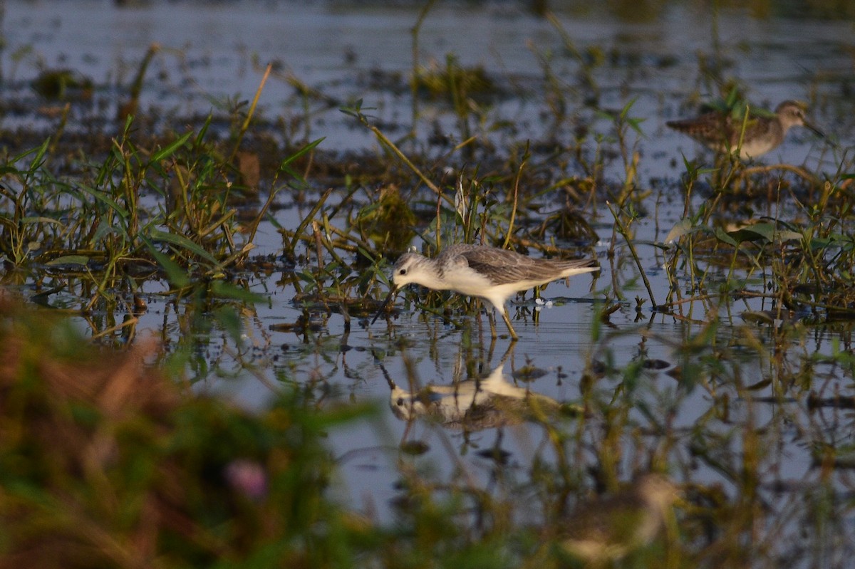 damsnipe - ML645997880